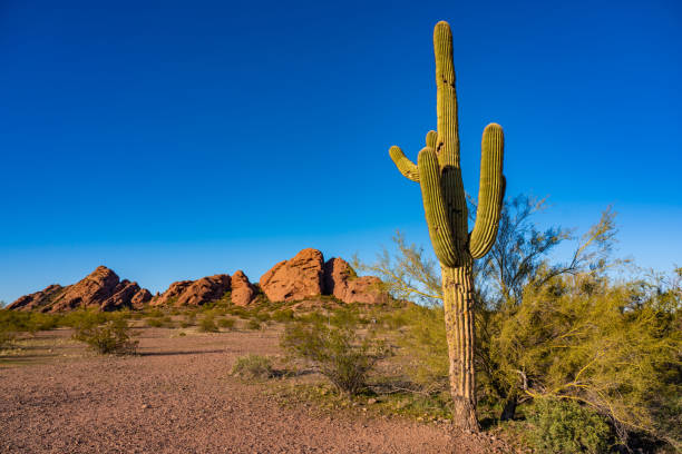 cactus.jpg?w=612